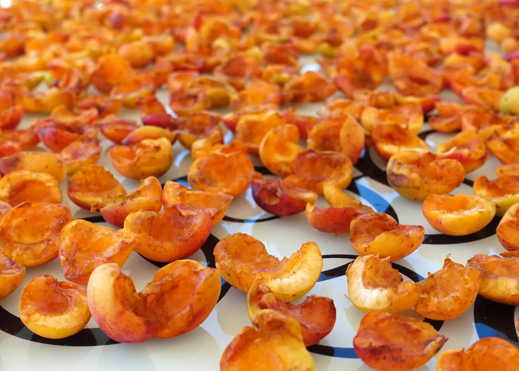 Malatya Toptan Kayısı Satışı