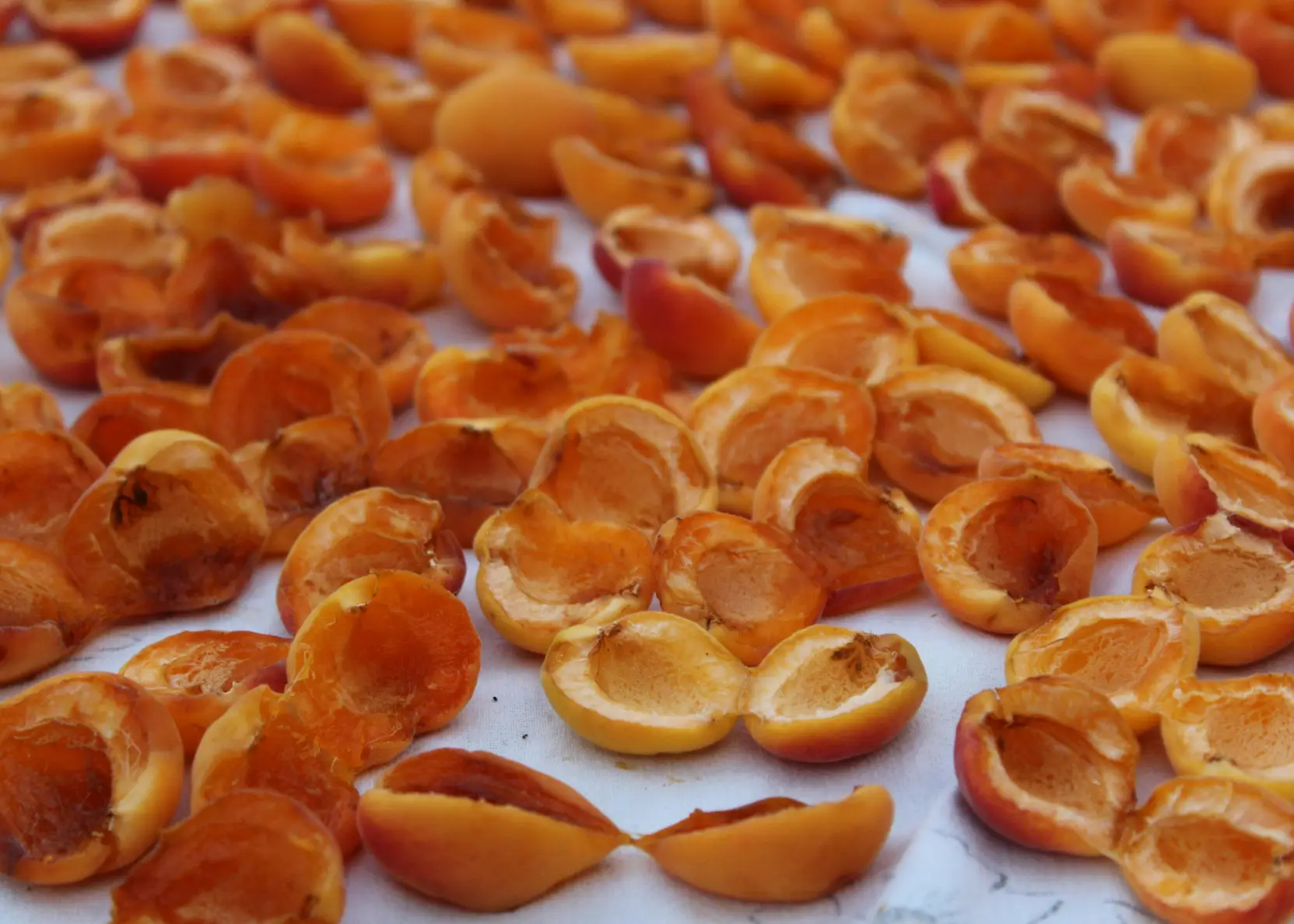 Malatya Toptan Kayısı Pazarlama